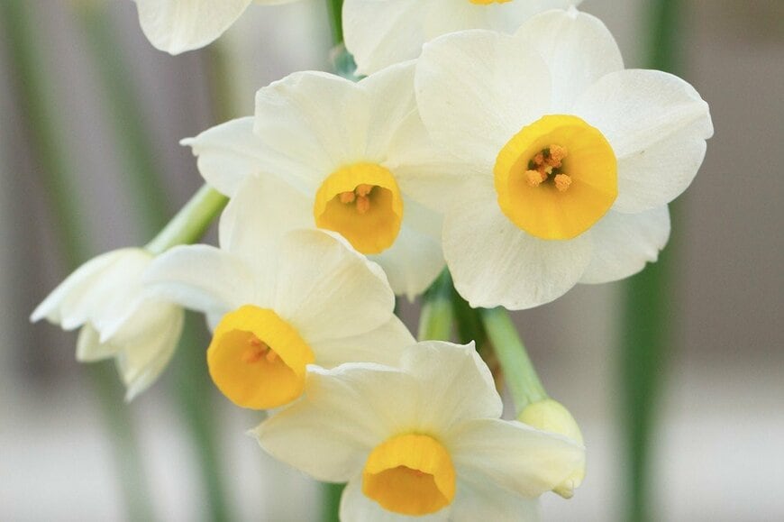 白い花を咲かせている、スイセン。花の中心は黄色