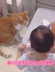 【ギャップ】いつもは2歳児を見守る大人猫→まさかの立場逆転に可愛すぎるの声続出！