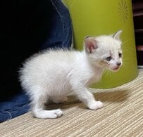 生まれたてのパヤパヤ保護子猫　4年後……まさかのビフォーアフターに驚きの声