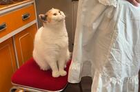 「ねぇ、ちょっと、おかあさん」構ってほしい猫が話題　「これはヤバい」と悶絶の声