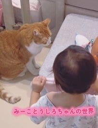 【ギャップ】いつもは2歳児を見守る大人猫→まさかの立場逆転に可愛すぎるの声続出！