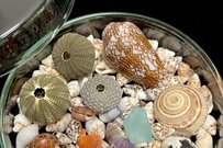 職場の女性に「貝殻」を定期的にプレゼント　お返しに渡されたものに驚きの声