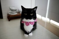 【驚愕】猫ちゃんの驚きの変貌っぷりに1万3000いいね！「どうしたら…こんなに長くなるんですか？」ユーモアあふれる姿に大注目