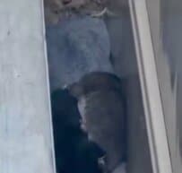 「もう雨に濡れなくていい」排水溝に身を潜めていた子猫たち、保護されて見せた表情に反響