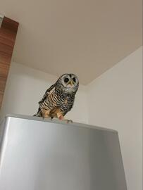 【メンテナンス後のフクロウ】お気に入りの場所で休憩中？お家に帰って安心する様子にホッコリする人が続出