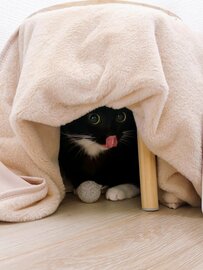 【ペロリ】ブラッシング拒否！？元保護猫ちゃんのかわいい立てこもりに思わず笑っちゃう！