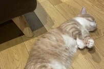 【アイスのように溶ける猫】床の上で脱力している姿がかわいすぎる　「しっぽがアイスの棒みたい」