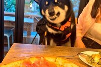 「ピザは食べられない」と告げられ、悔しさを爆発させる犬がかわいいとTwitterで話題に！