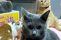 「飯はよ！飯はよ！」元保護猫さん達のスゴ圧にSNS大興奮！