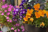 【ガーデニング】春の花壇をワンランク上げる3つのコツ。育てやすい多年草＆一年草4選