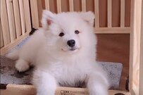 2万バズ「動くぬいぐるみ」口笛が聞こえた仔犬の悶絶級な反応