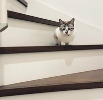 ごみ捨てに行こうとしたら　元保護猫さんの行動に後ろ髪を引かれる