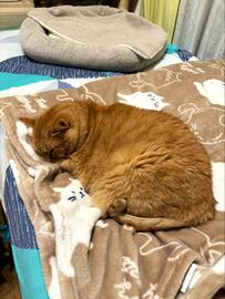 【ほっこり】眠る保護猫をコッソリ撮影していたら…判明した事実に思わず笑っちゃう！