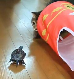 猫への愛が強いスケボー亀 猫を追いかけた末の見事なオチに笑ってしまう