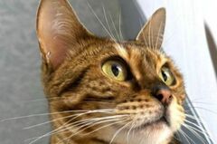 【まるで別猫】おしとやかな美猫の「本気のご飯守り」の表情に思わず二度見