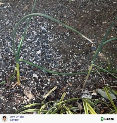 水野真紀の公式ブログ投稿