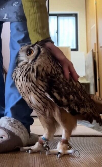 投稿動画のワンシーン