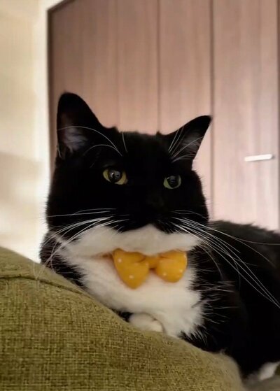 投稿動画のワンシーン