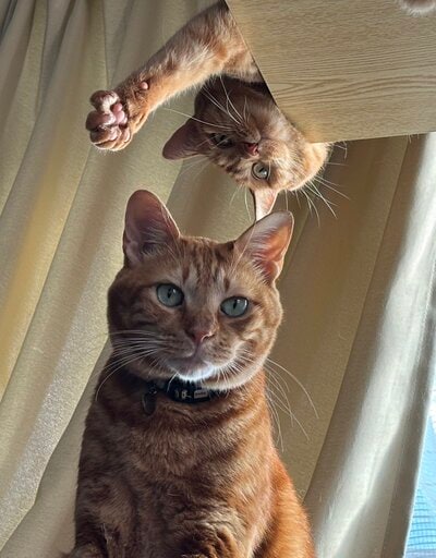 同居猫のキクちゃんと一緒