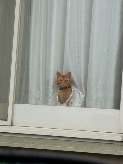 投稿の画像