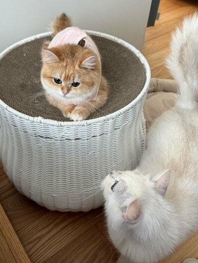 ひめちゃんとおじ猫のももくん