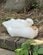 【とべ動物園】「首カックンしてます」貴重な、気持ちよさそうにうたた寝するコールダックを激写（愛媛県）
