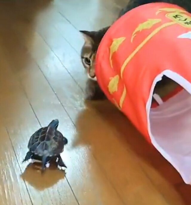 猫への愛が強いスケボー亀 猫を追いかけた末の見事なオチに笑ってしまう