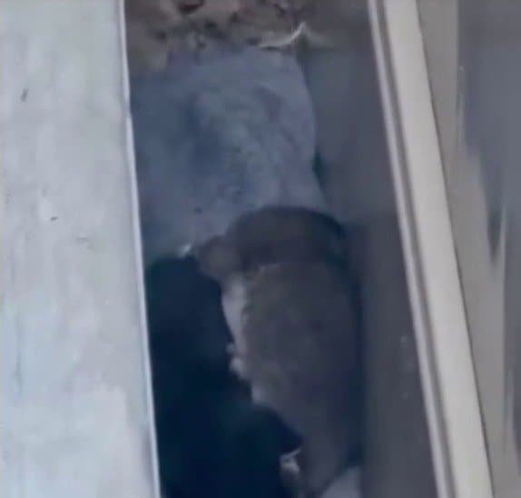 「もう雨に濡れなくていい」排水溝に身を潜めていた子猫たち、保護されて見せた表情に反響