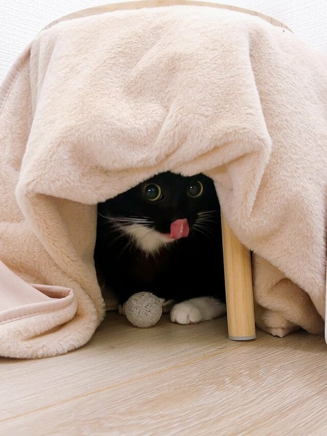 【ペロリ】ブラッシング拒否！？元保護猫ちゃんのかわいい立てこもりに思わず笑っちゃう！