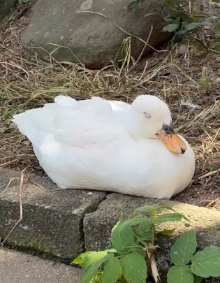 【とべ動物園】「首カックンしてます」貴重な、気持ちよさそうにうたた寝するコールダックを激写（愛媛県）