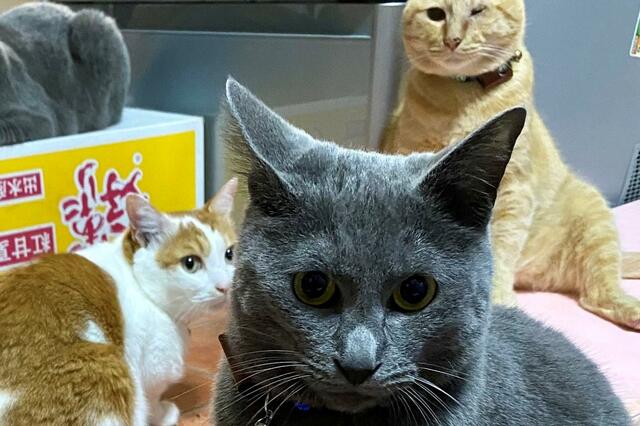 「飯はよ！飯はよ！」元保護猫さん達のスゴ圧にSNS大興奮！