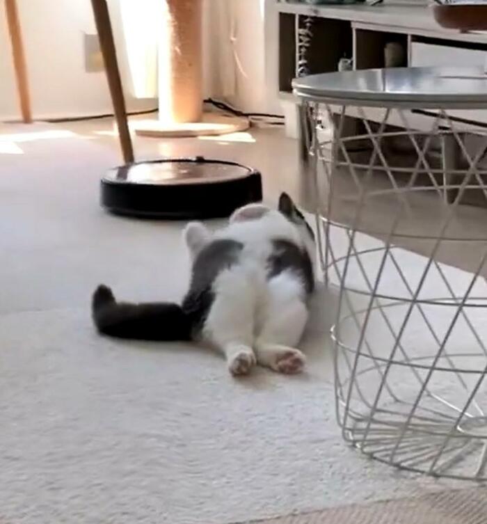 その動き、見切ったニャ！