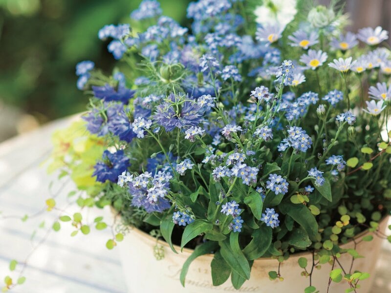 ブルーが主役!春の花の寄せ植えの写真