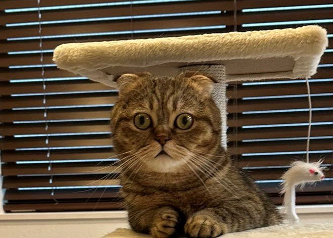 出所：@ponpokopontanu