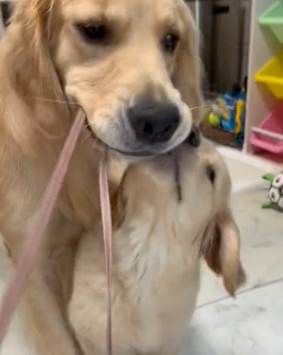 出所：@pu_channeldesu