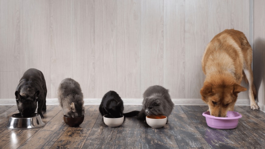 Irina Kozorog/shutterstock.com