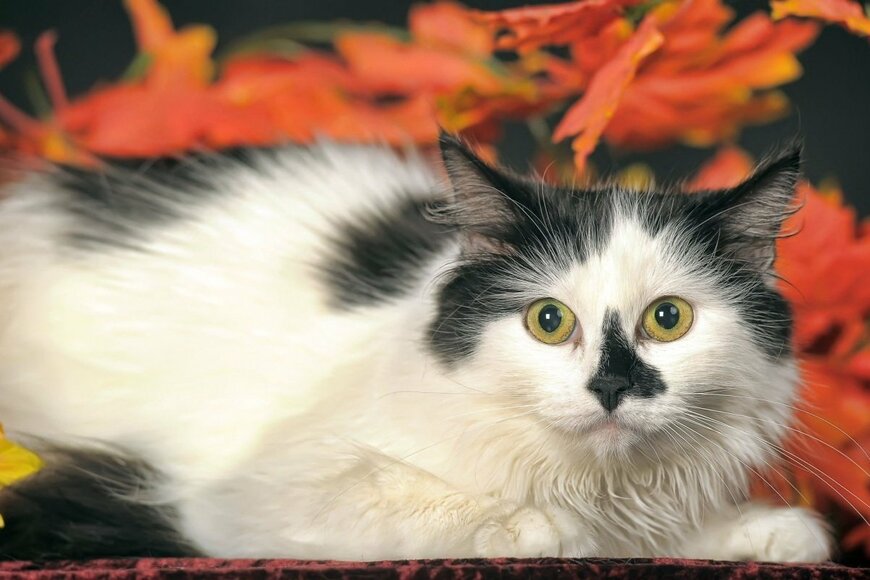 年金、みんなの平均月額はいくら？「厚生年金＋国民年金」シニア世代の《平均受給額》を一覧表でチェック！