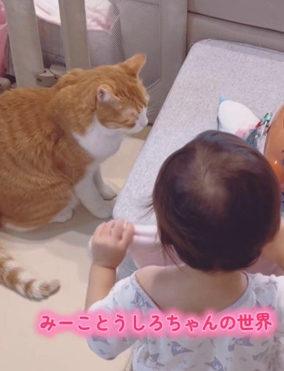 【ギャップ】いつもは2歳児を見守る大人猫→まさかの立場逆転に可愛すぎるの声続出！