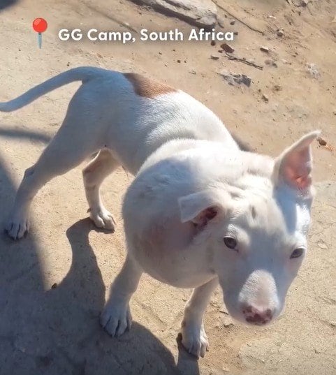 頭が腫れあがる程の膿瘍に苦しんでいた犬　保護団体に助けられ…大好きなママと再会した幸せな姿に感動