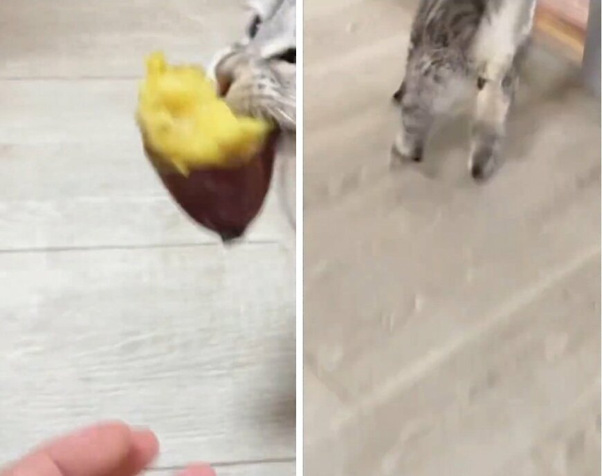 出所：＠nikoandkotatorowasabi