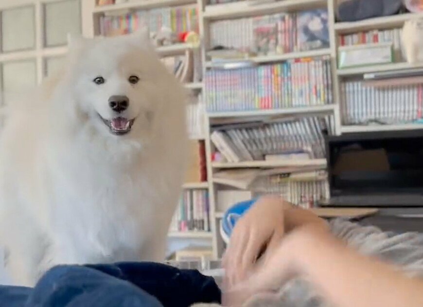 出所：@samoedsoran