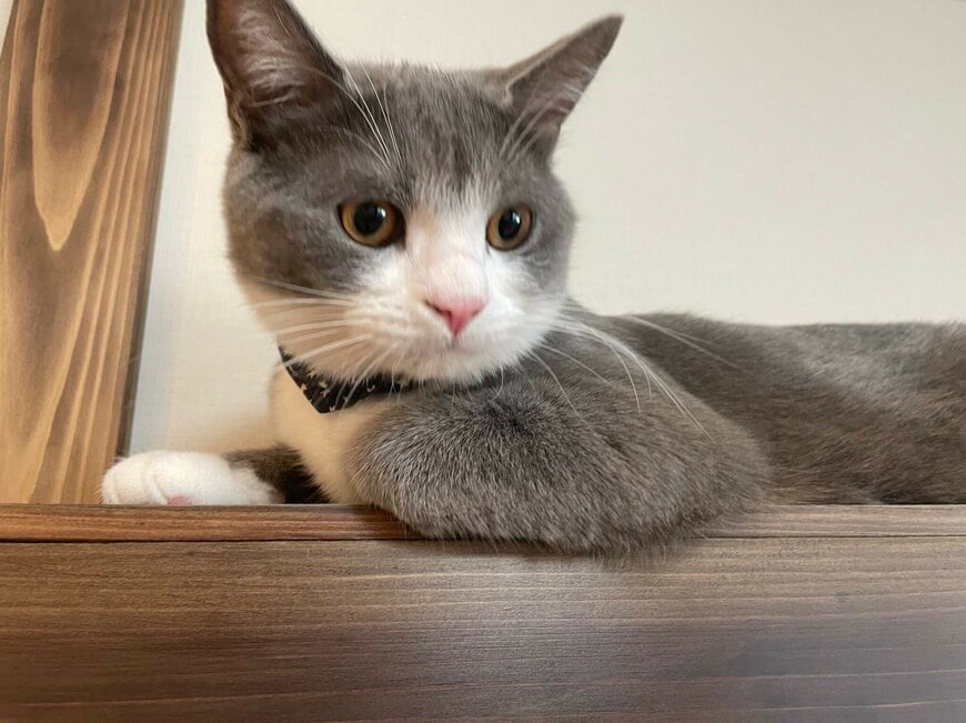 出所：@neko_wagaya