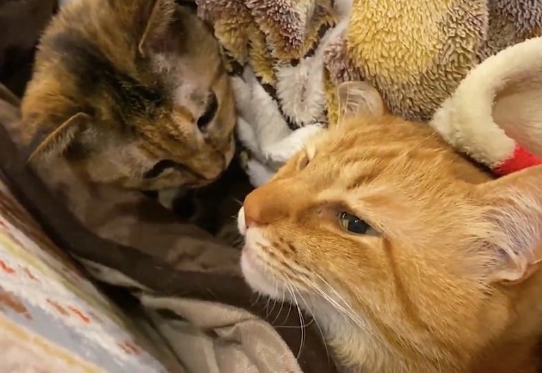 出所：@Adonis_Beginner