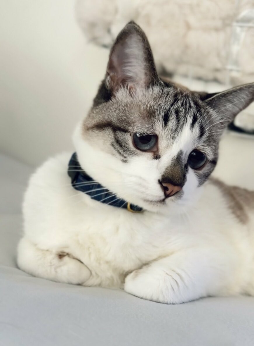 出所：@piennekomint