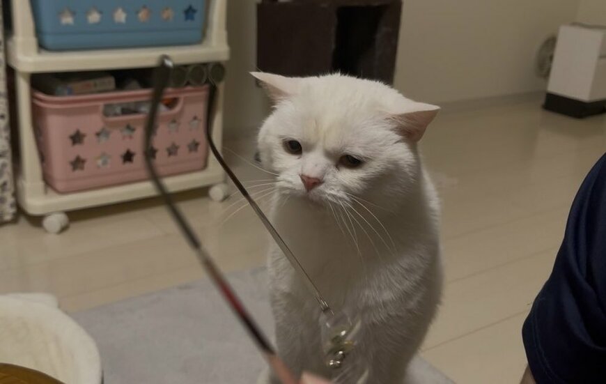 出所:@wataneko_tsuki