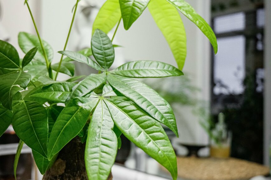 Pachira glabra/Shutterstock.com