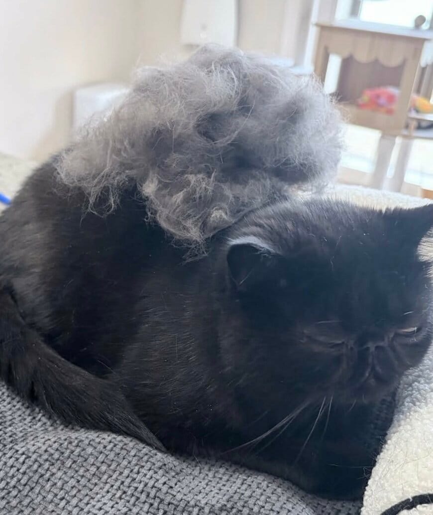 出所：@kotetsu_0420