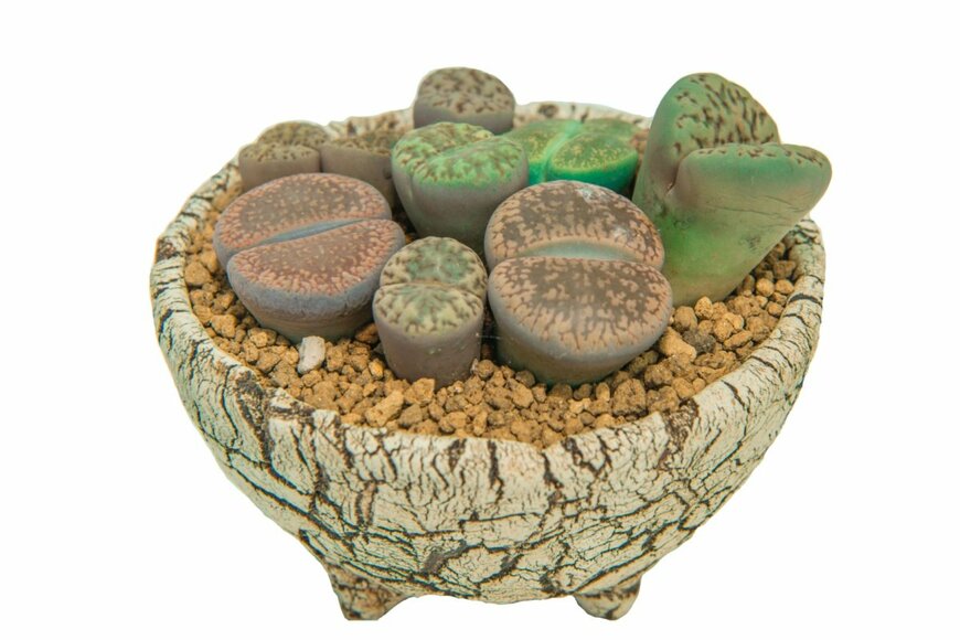 Prachaya Roekdeethaweesab/shutterstock.com