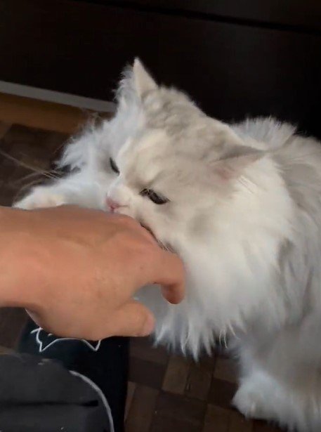 出所：@NEKOLAND13