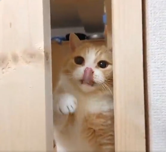 出所：@nekotansoku